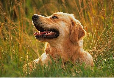 国产独立《OPUS：龙脉常歌》现已登陆Switch主机